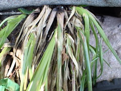 Cyperus textilis