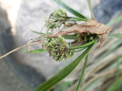 Cyperus textilis