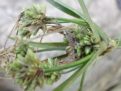 Cyperus textilis