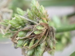 Cyperus textilis