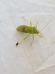 Discogastrini