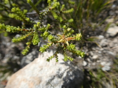 Diosma echinulata