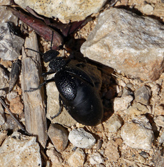Meloe tuccius