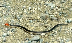 Calamaria lumbricoidea