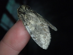 Peridea gigantea
