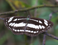 Neptis hylas varmona