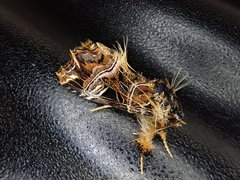 Callopistria repleta