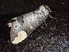 Phalera angustipennis