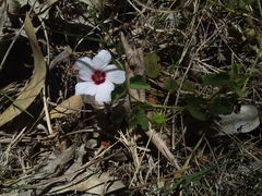 Pavonia glechomoides