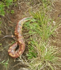 Python brongersmai