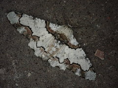 Biston regalis comitata