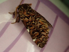 Hagapteryx admirabilis