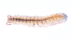 Polydesmus coriaceus