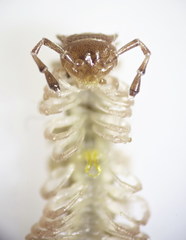 Polydesmus coriaceus