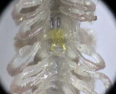 Polydesmus coriaceus