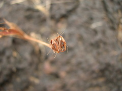 Dimeria woodrowii