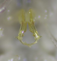 Polydesmus coriaceus