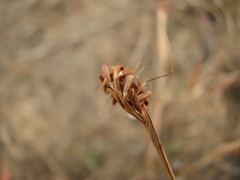 Dimeria woodrowii