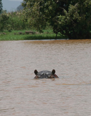 Hippopotamus amphibius
