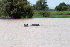 Hippopotamus amphibius