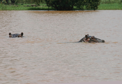 Hippopotamus amphibius