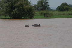 Hippopotamus amphibius