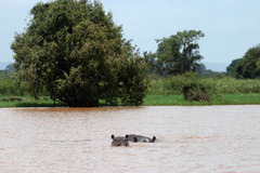 Hippopotamus amphibius