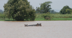 Hippopotamus amphibius
