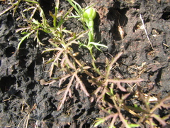 Ipomoea diversifolia