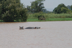 Hippopotamus amphibius
