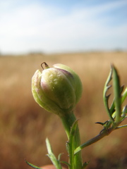 Ipomoea diversifolia