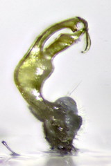 Polydesmus coriaceus