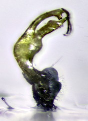 Polydesmus coriaceus