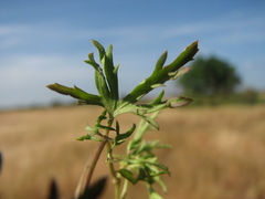 Ipomoea diversifolia