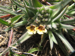 Lepidagathis lutea
