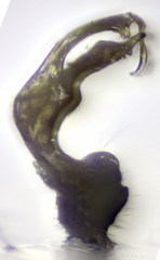 Polydesmus coriaceus