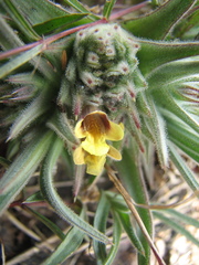Lepidagathis lutea