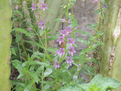Angelonia