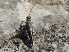Oedipoda germanica