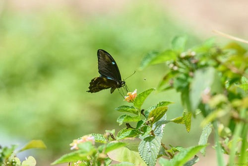 Papilio epiphorbas