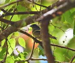Spodiornis rusticus