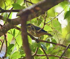 Spodiornis rusticus