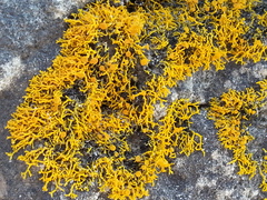 Polycauliona coralloides