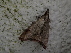 Cataprosopus monstrosus