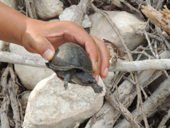 Kinosternon creaseri