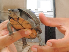 Kinosternon creaseri