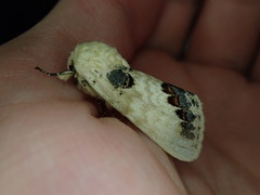 Phalera flavescens