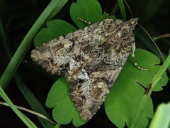 Triphaenopsis lucilla