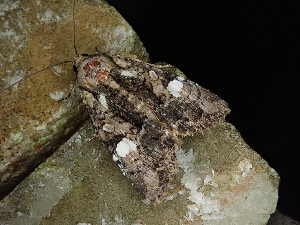 Triphaenopsis lucilla