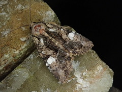 Triphaenopsis lucilla